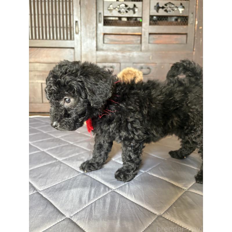 成約済の東京都のミディアムプードル-444521の5枚目