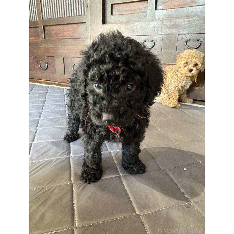 成約済の東京都のミディアムプードル-444521の4枚目