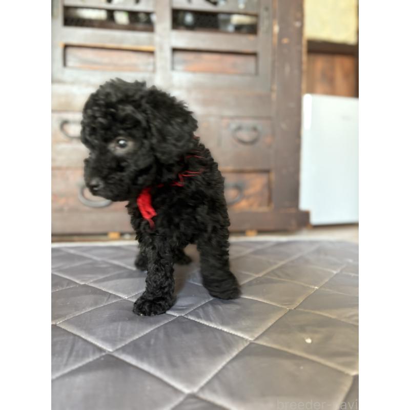 成約済の東京都のミディアムプードル-444521の3枚目