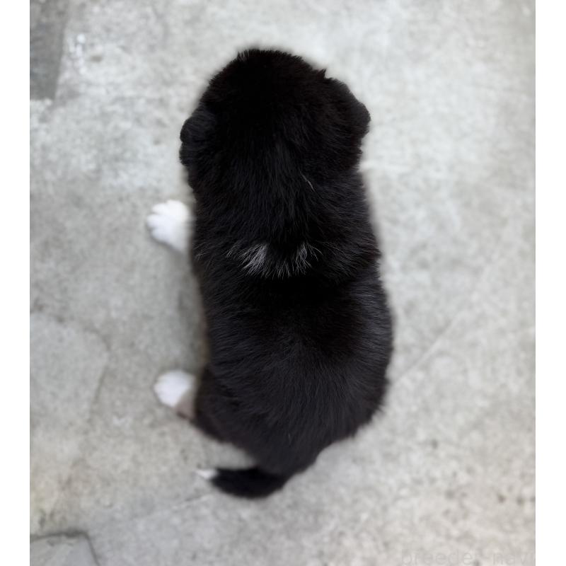 販売中の山梨県のオゥスキー:オーストラリアンシェパード×ハスキー-441731の5枚目