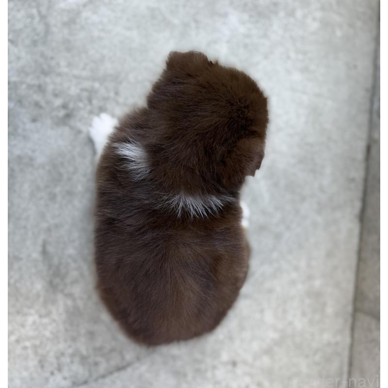 販売中の山梨県のオゥスキー:オーストラリアンシェパード×ハスキー-441734の7枚目