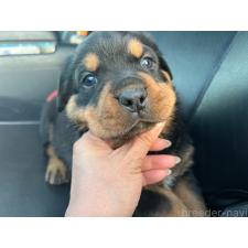 ♀︎ロットワイラー