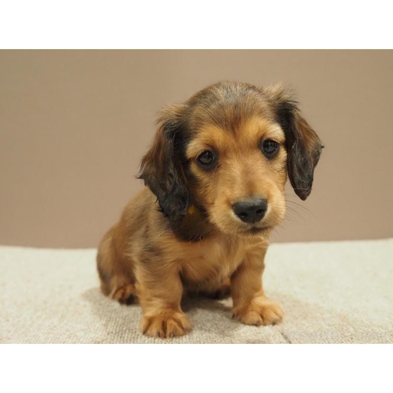 成約済の愛知県のミニチュアダックスフンド(ロングヘアード)-444340の9枚目