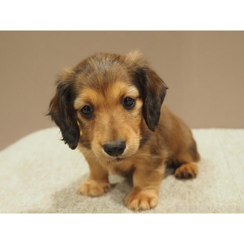 成約済の愛知県のミニチュアダックスフンド(ロングヘアード)-444340の8枚目