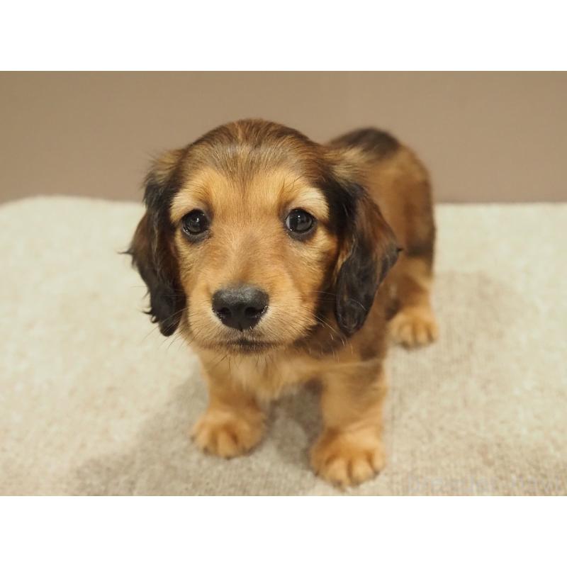 成約済の愛知県のミニチュアダックスフンド(ロングヘアード)-444340の7枚目