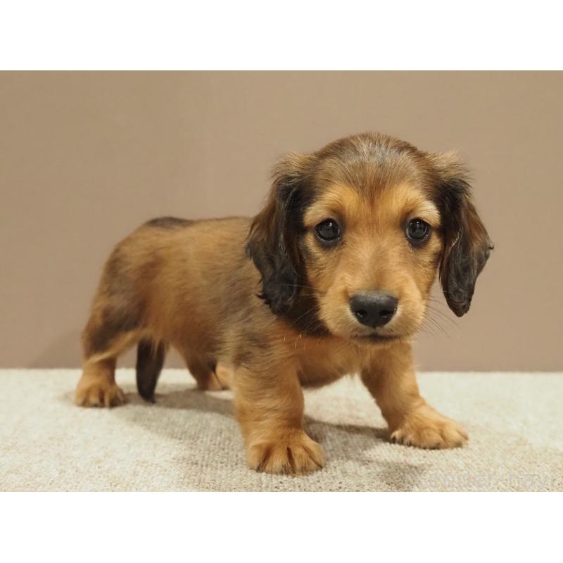 成約済の愛知県のミニチュアダックスフンド(ロングヘアード)-444340の5枚目