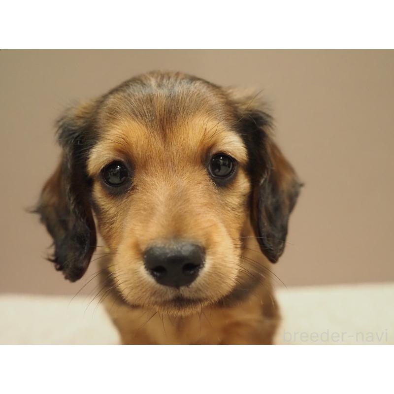 成約済の愛知県のミニチュアダックスフンド(ロングヘアード)-444340の4枚目