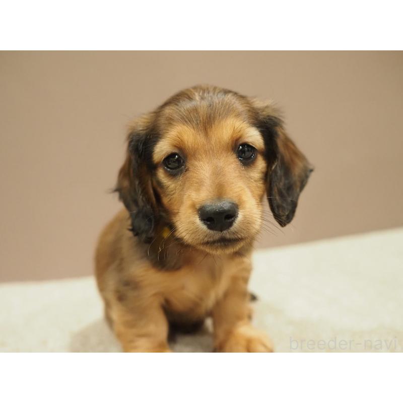 成約済の愛知県のミニチュアダックスフンド(ロングヘアード)-444340の3枚目