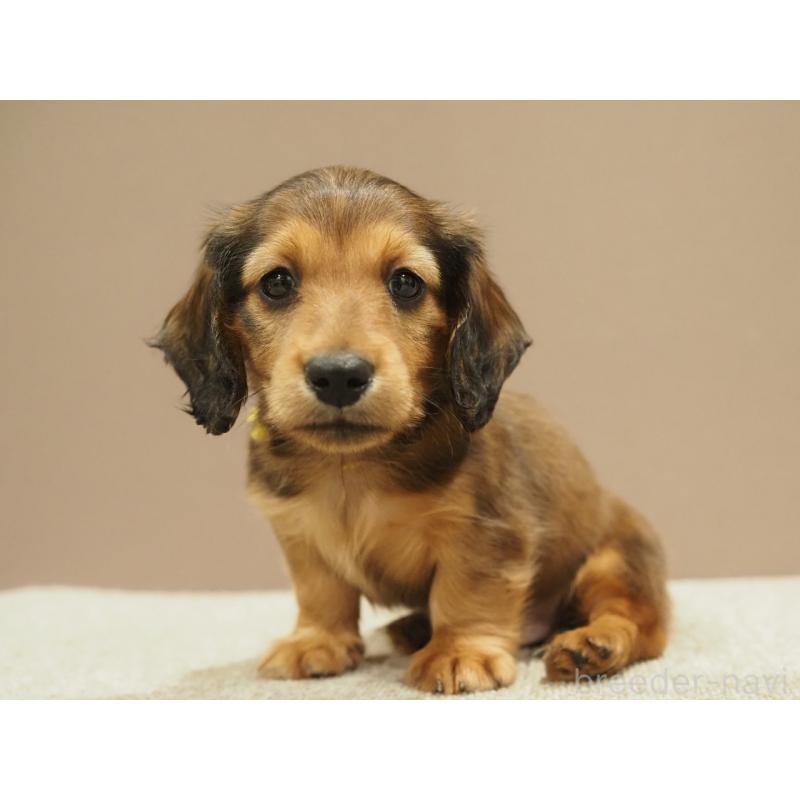 成約済の愛知県のミニチュアダックスフンド(ロングヘアード)-444340の2枚目