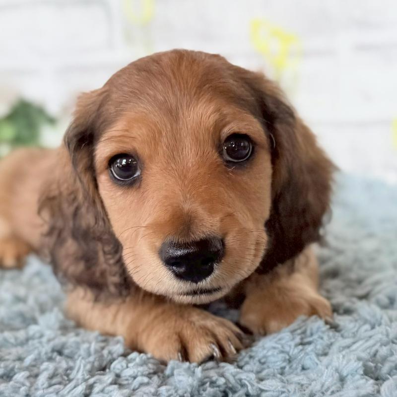 販売中の埼玉県のミニチュアダックスフンド(ロングヘアード)-444750