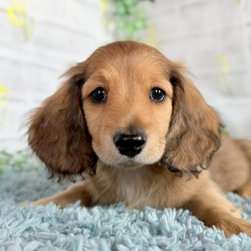 販売中の埼玉県のミニチュアダックスフンド(ロングヘアード)-444753