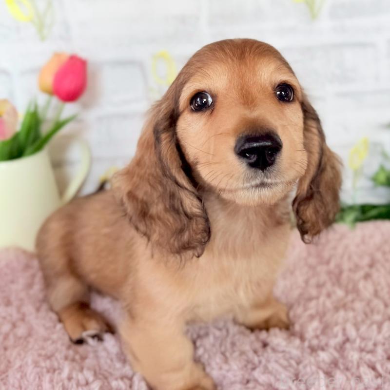 販売中の埼玉県のミニチュアダックスフンド(ロングヘアード)-444749