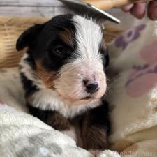 ♀︎バーニーズマウンテンドッグ