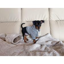 ♀︎ミニチュアピンシャー(ミニピン)