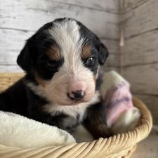 ♀︎バーニーズマウンテンドッグ