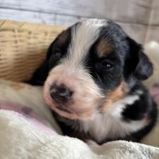 ♀︎バーニーズマウンテンドッグ