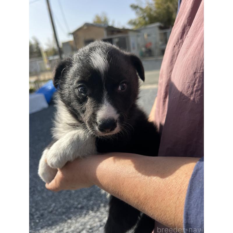 販売中の福岡県のボーダーコリー-445024の2枚目