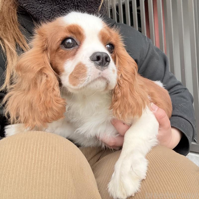 販売中の埼玉県のキャバリアキングチャールズスパニエル-421880の4枚目