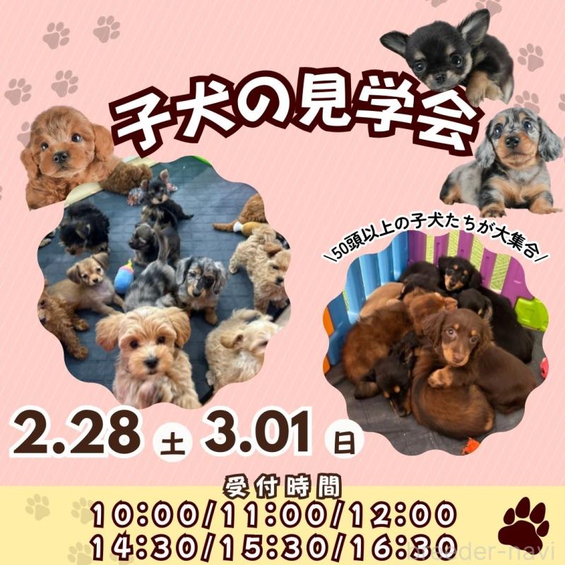 成約済の茨城県のミックス犬-446115の4枚目