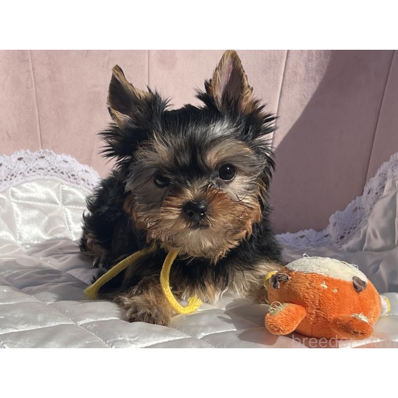 成約済の広島県のヨークシャーテリア-441595の3枚目