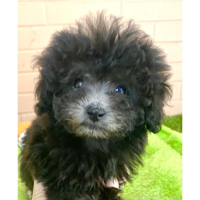 販売中の静岡県のタイニープードル-443689の4枚目