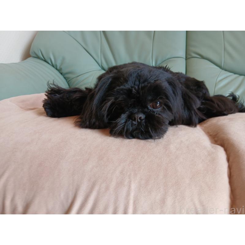 販売中の愛媛県のシーズー-432460の5枚目