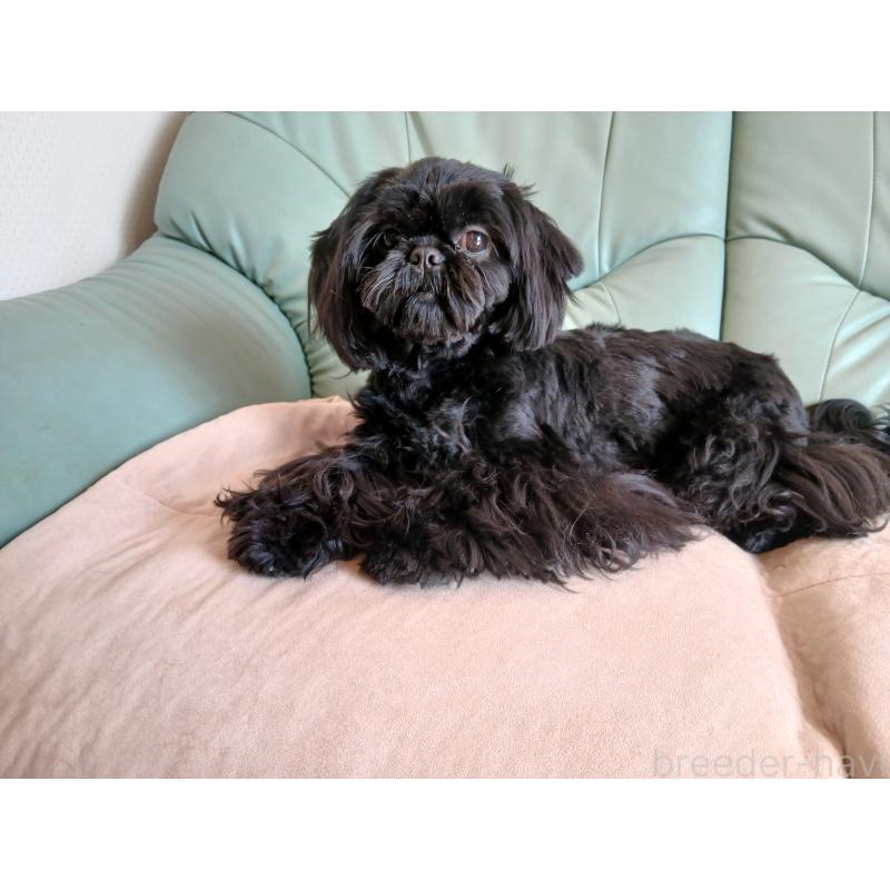 販売中の愛媛県のシーズー-432460の4枚目