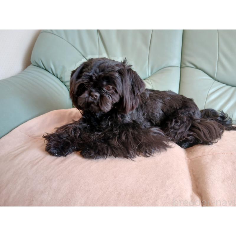 販売中の愛媛県のシーズー-432460の3枚目