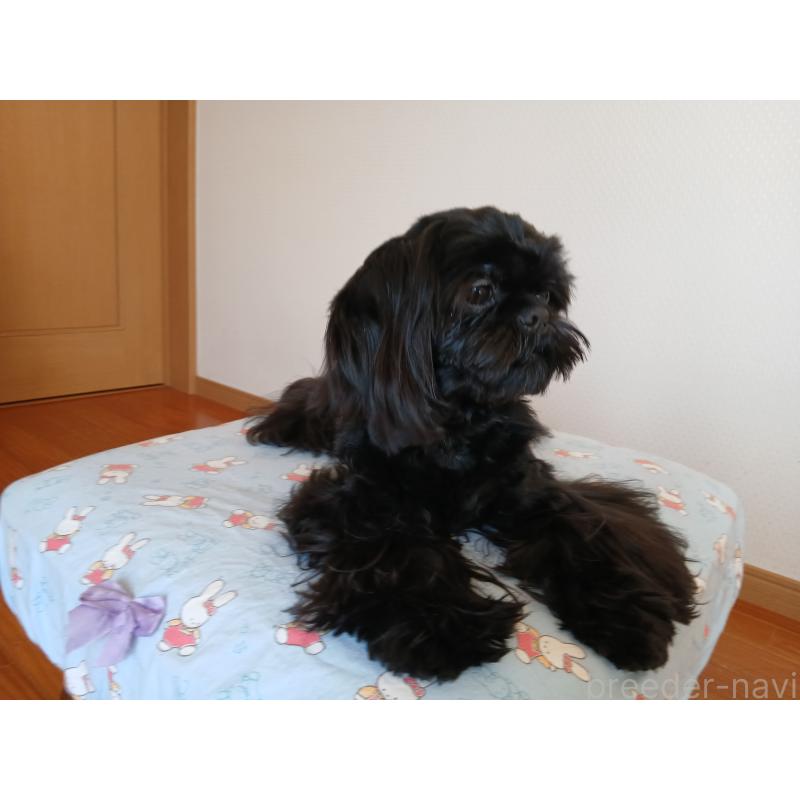 販売中の愛媛県のシーズー-432460の2枚目