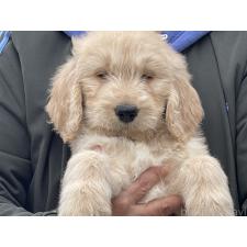 ♀︎ゴールデンドゥードル:ゴールデンレトリーバー×プードル