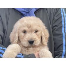 ♀︎ゴールデンドゥードル:ゴールデンレトリーバー×プードル