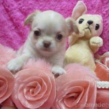 ♀︎チワワ(ロングコート)