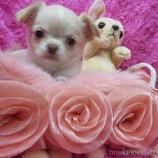 ♀︎チワワ(ロングコート)