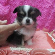 ♀︎チワワ(ロングコート)