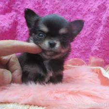 ♀︎チワワ(ロングコート)