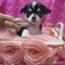 ♀︎チワワ(スムースコート)