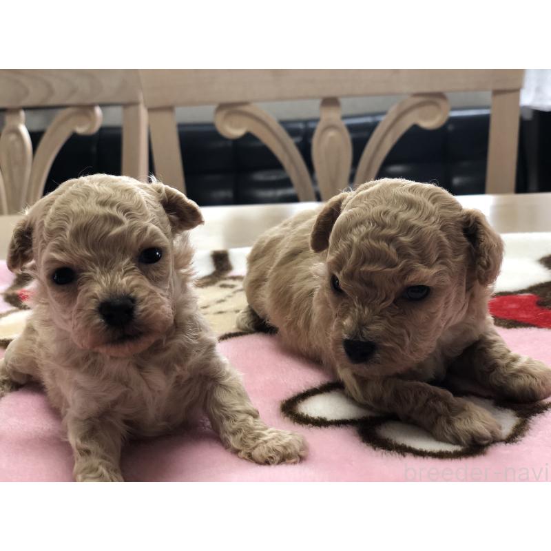 成約済の青森県のティーカッププードル-443675の6枚目