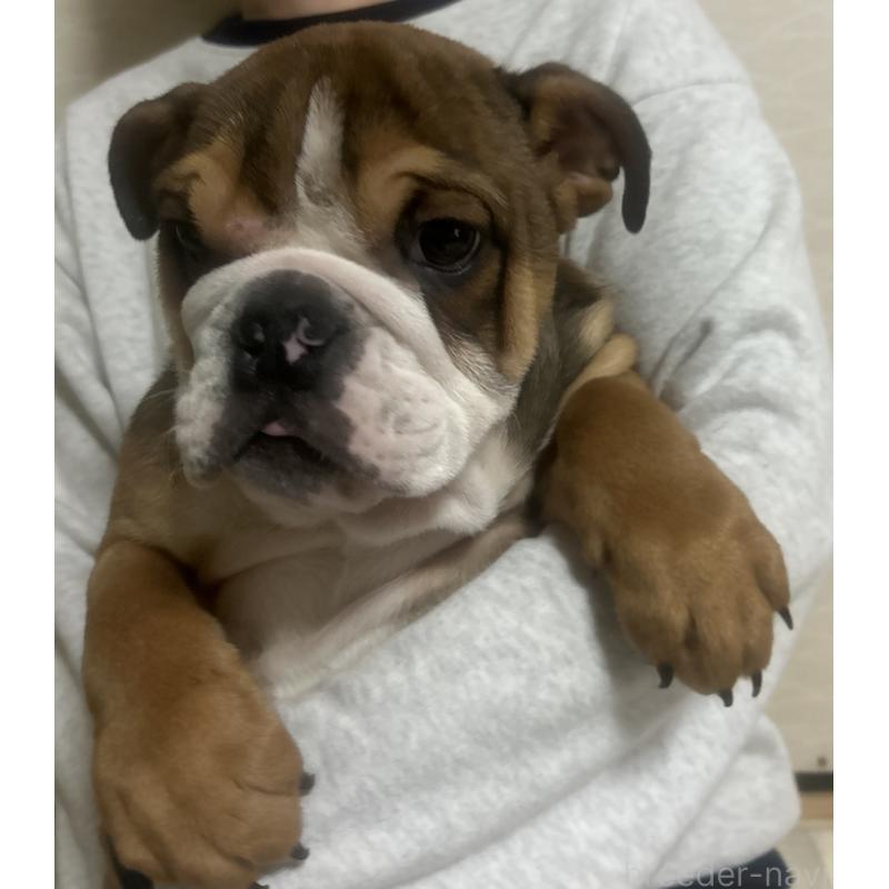 販売中の香川県のブルドッグ-442591の2枚目