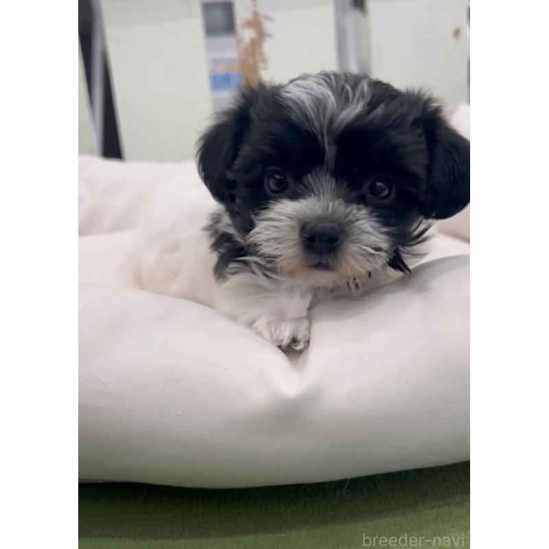 商談中の福岡県のヨープー:ヨークシャーテリア×トイプードル-444590の8枚目