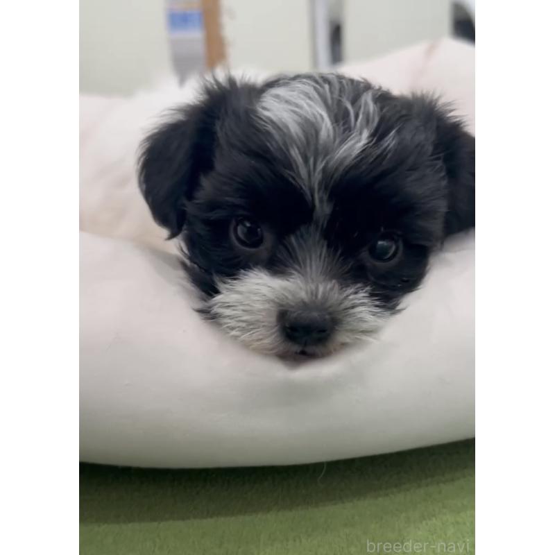 商談中の福岡県のヨープー:ヨークシャーテリア×トイプードル-444590の7枚目