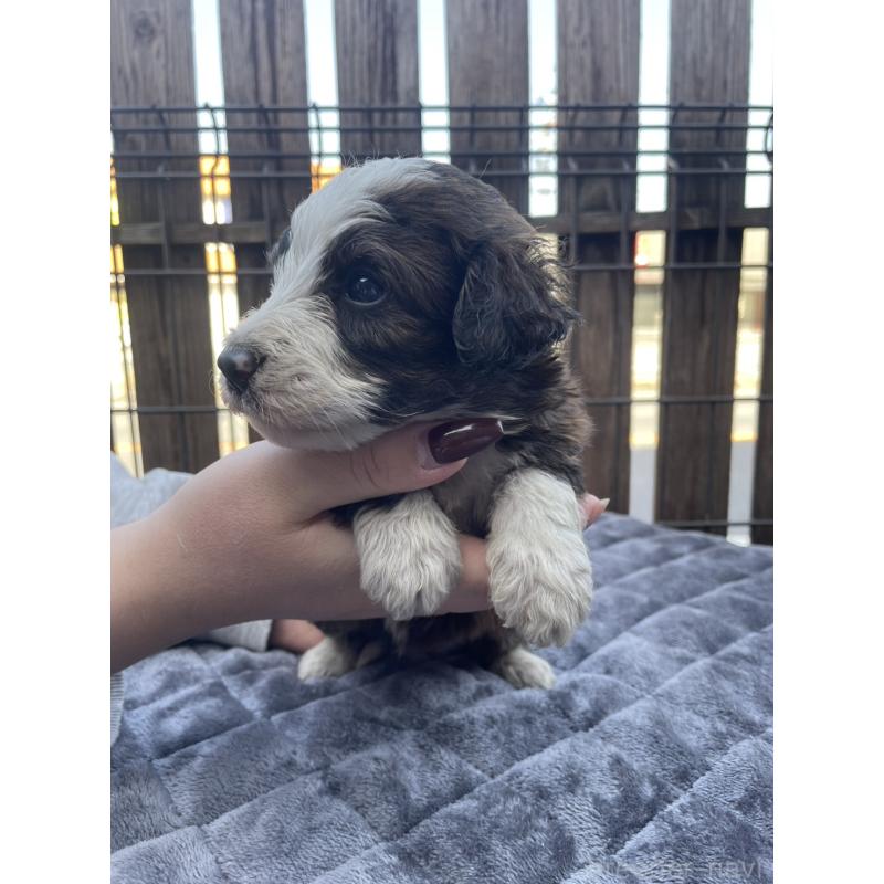 販売中の滋賀県のバーニードゥードル:バーニーズ×スタンダードプードル-442263の3枚目