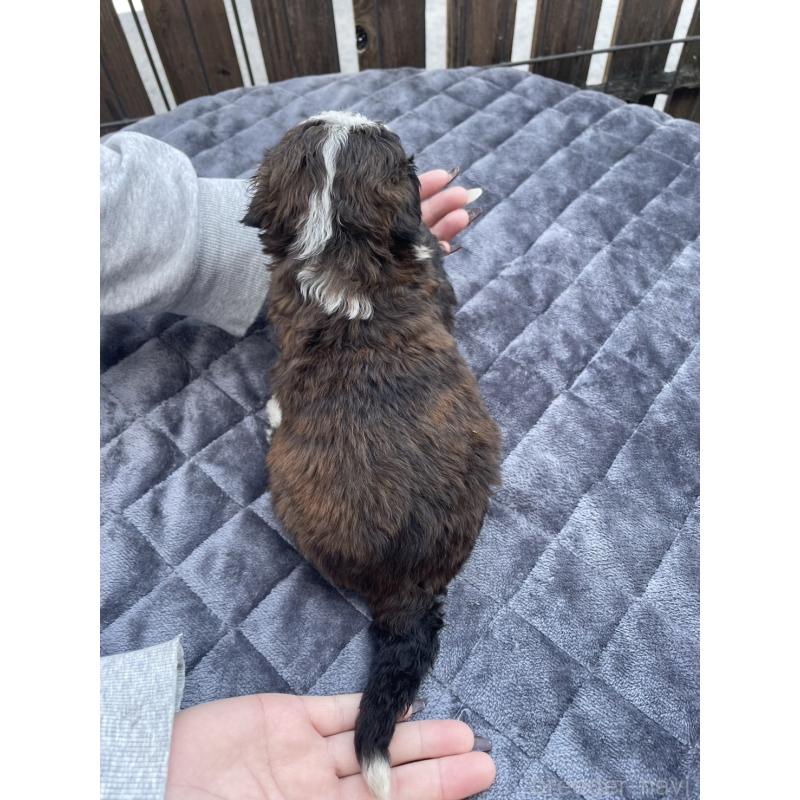 販売中の滋賀県のバーニードゥードル:バーニーズ×スタンダードプードル-442263の2枚目