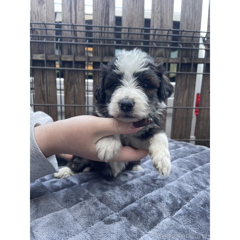 成約済の滋賀県のバーニードゥードル:バーニーズ×スタンダードプードル-443495の4枚目
