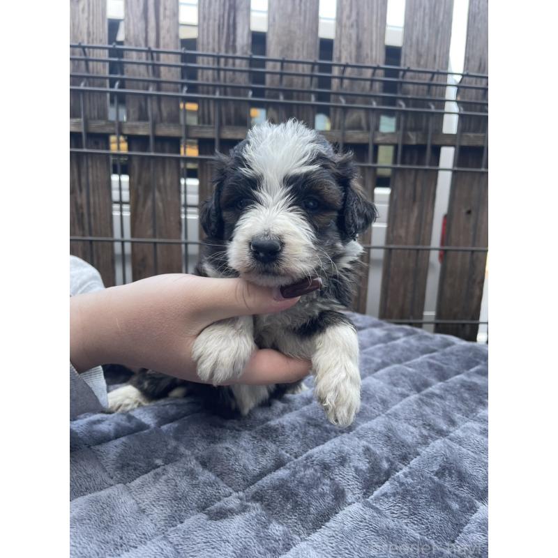 成約済の滋賀県のバーニードゥードル:バーニーズ×スタンダードプードル-443495の3枚目