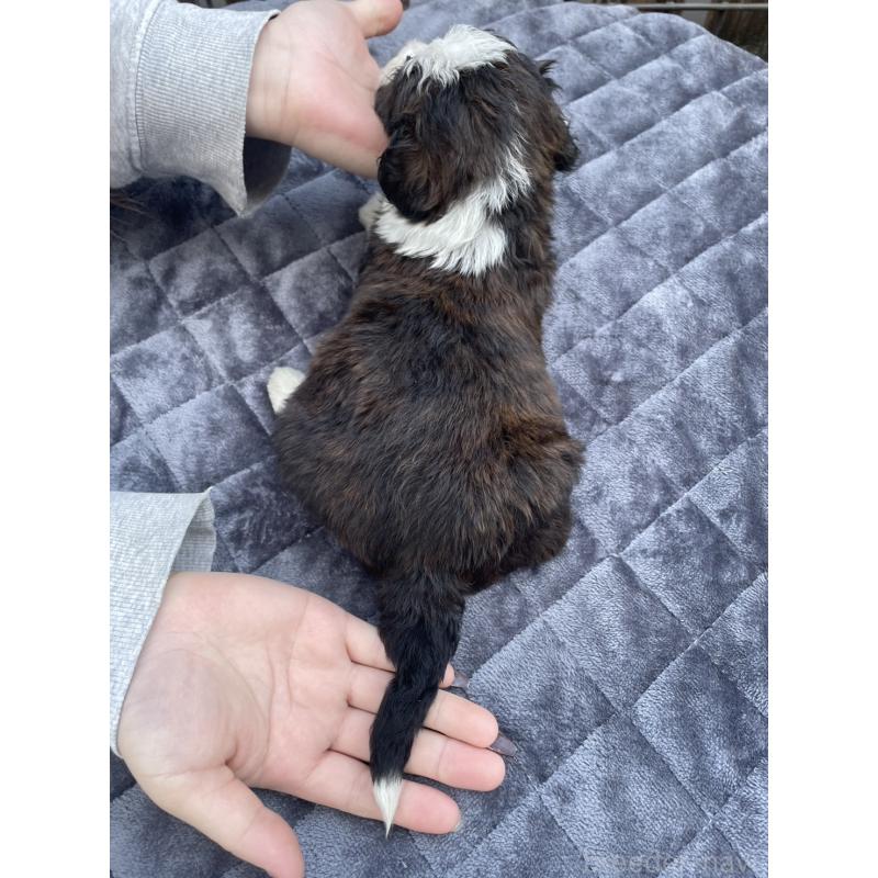 成約済の滋賀県のバーニードゥードル:バーニーズ×スタンダードプードル-443495の2枚目