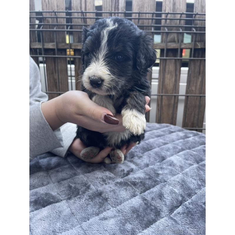 商談中の滋賀県のバーニードゥードル:バーニーズ×スタンダードプードル-443981の5枚目