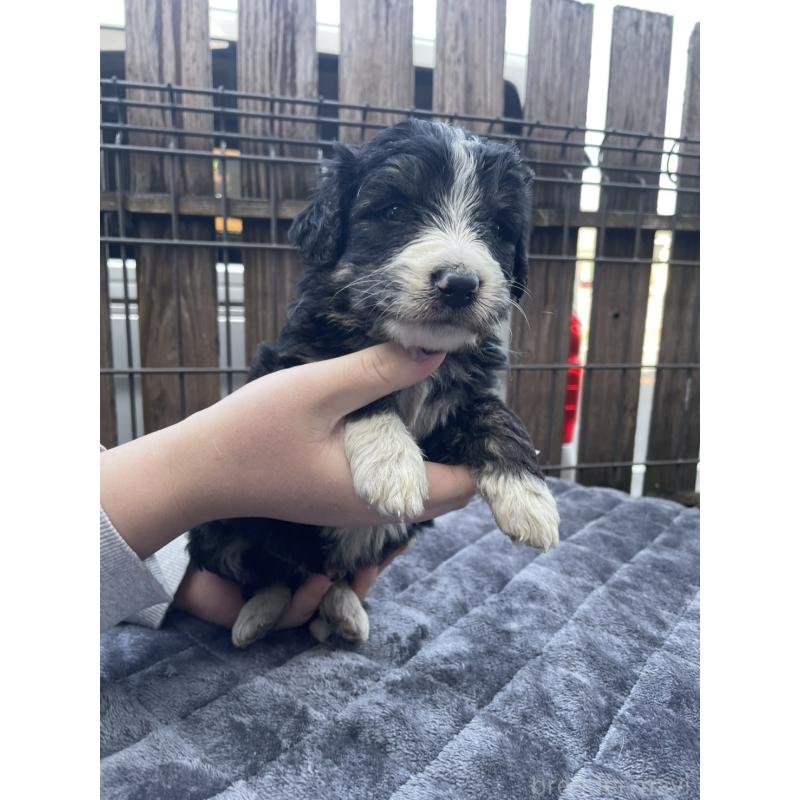 商談中の滋賀県のバーニードゥードル:バーニーズ×スタンダードプードル-443981の4枚目