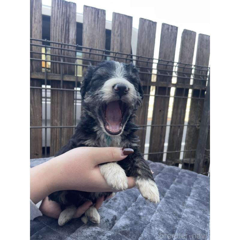 商談中の滋賀県のバーニードゥードル:バーニーズ×スタンダードプードル-443981の3枚目