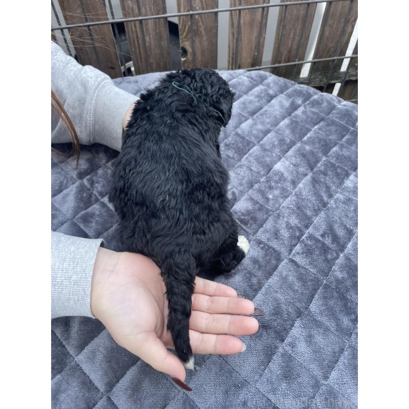 商談中の滋賀県のバーニードゥードル:バーニーズ×スタンダードプードル-443981の2枚目