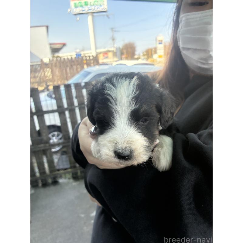 商談中の滋賀県のバーニードゥードル:バーニーズ×スタンダードプードル-443958